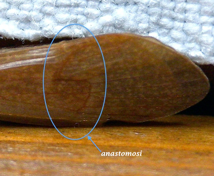 Halesus sp., (Trichoptera Limnephilidae)
